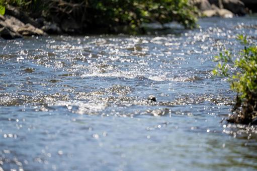 Photo, chuan, freshwater, natural, 