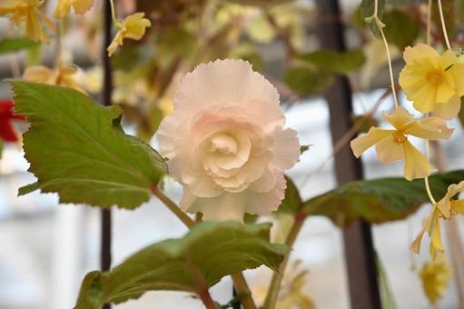 今日撮ってきたベゴニアの花 ベゴニア,白色,綺麗の写真素材