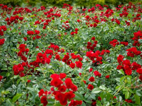 群生する真紅の小さなバラの写真