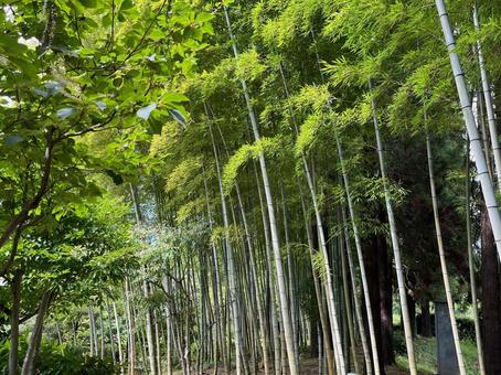 夏の竹林(所沢航空記念公園・日本庭園) 夏の竹林(所沢航空記念公園・日本庭園)の写真