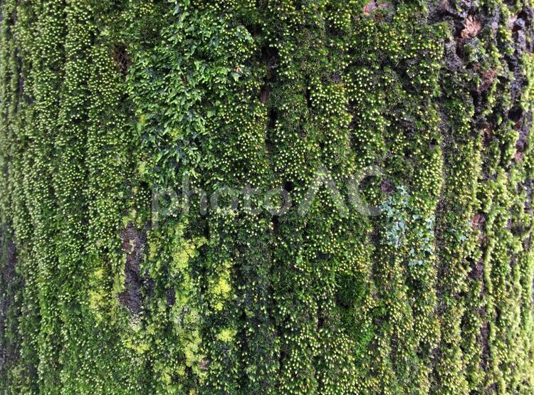 木の幹に生えた苔テクスチャ_ヨコ２ 木,幹,苔の写真素材