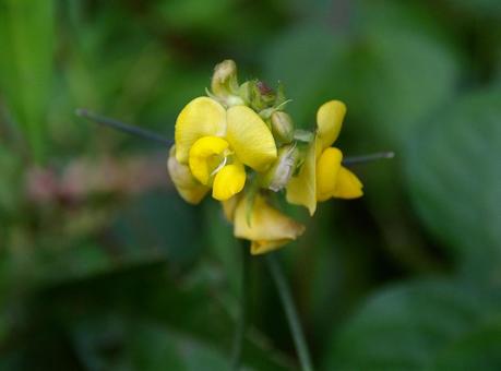 アズキ アズキ,ショウズ,赤豆の写真素材