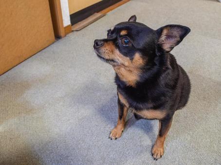 座る犬(チワワ・ミニピン) 座る犬(チワワ・ミニピン)の写真