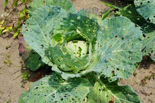 害虫に食べられたキャベツ 害虫に食べられたキャベツ 害虫,食べられた,キャベツの写真素材