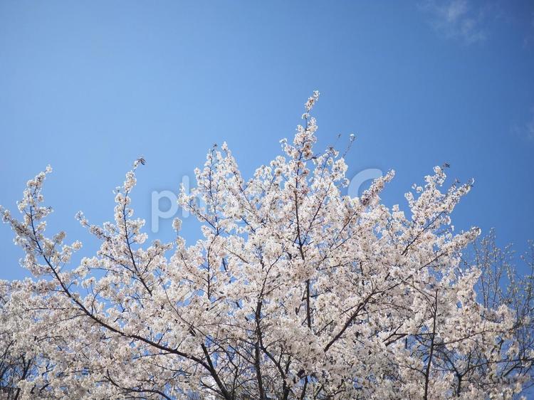 ソメイヨシノ（北海道札幌市、大通公園） ソメイヨシノ,大通公園,さくらの写真素材
