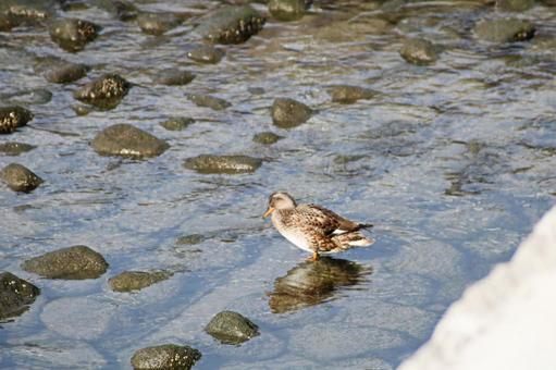 水面に舞う翼 水面に舞う翼の写真