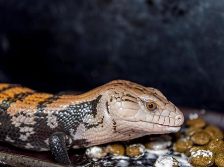 餌を食べるアオジタトカゲのアップ 餌を食べるアオジタトカゲのアップの写真