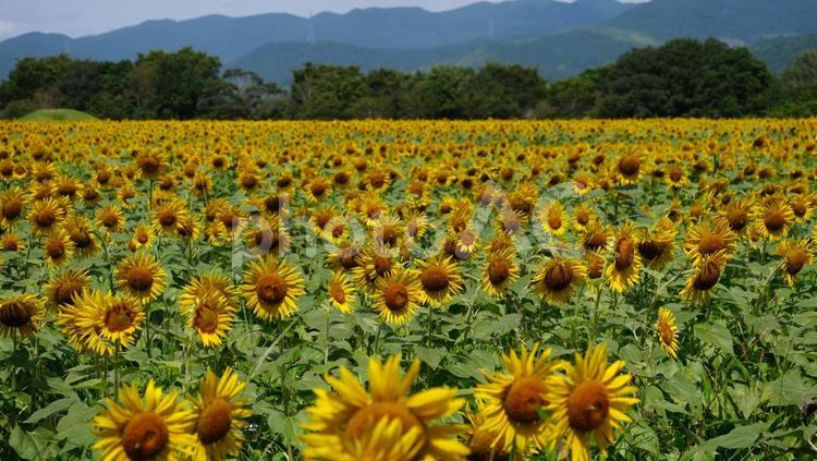 夏の日のひまわり畑に咲く向日葵 フィールド,栽培,鮮やかの写真素材