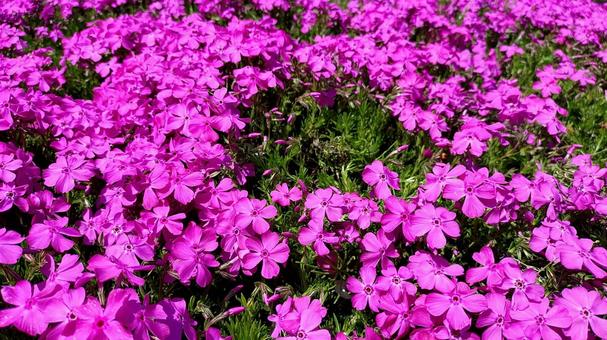 芝桜 芝桜の写真
