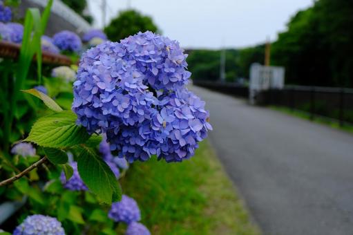 川沿いに咲く紫陽花 川沿いに咲く紫陽花の写真