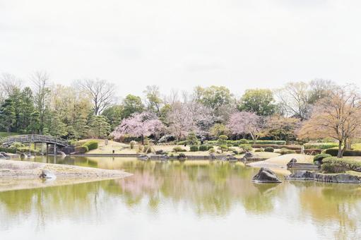 Photo, japanese garden, cherry blossoms, spring, 