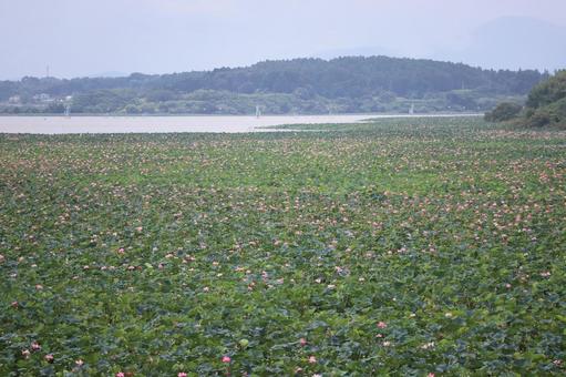 蓮の花 その26 蓮の花 その26の写真