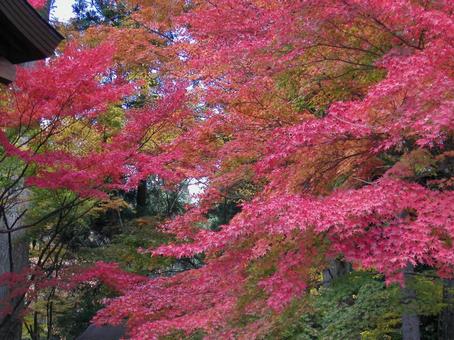 京都　大原 京都市,左京区,秋の写真素材