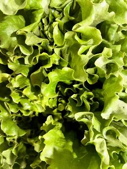 グリーンリーフレタス１１ グリーンリーフレタス,リーフレタス,葉レタスの写真素材