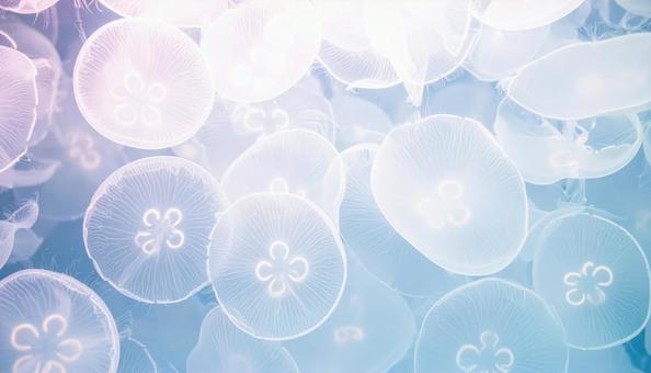 海月のテクスチャ 海月のテクスチャの写真