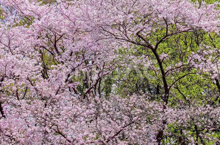 桜の開花イメージ 桜,満開,桃色の写真素材
