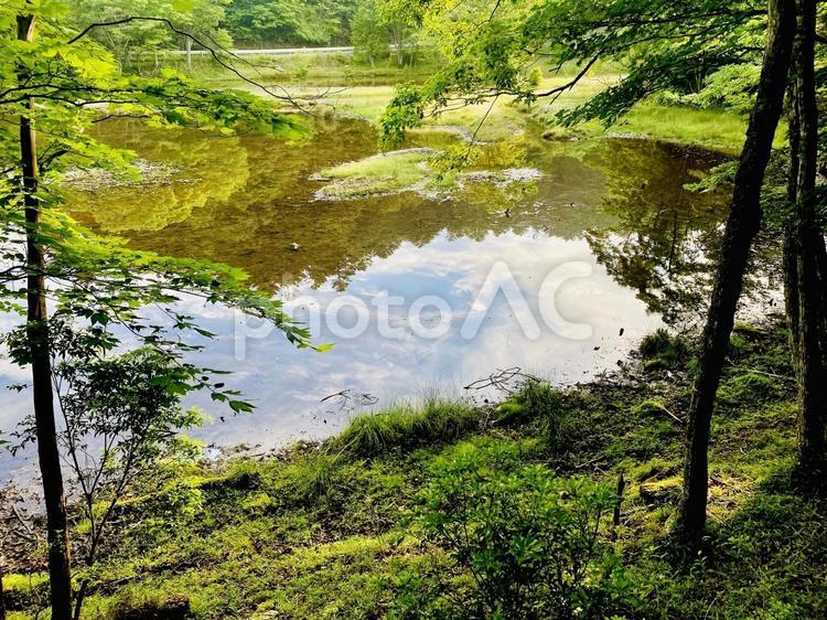 段戸裏谷原生林 段戸裏谷原生林,色,鮮やかの写真素材
