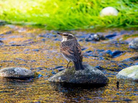 水辺のツグミ ツグミ,野鳥,鳥の写真素材