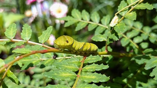 Swallowtail butterfly larva, JPG