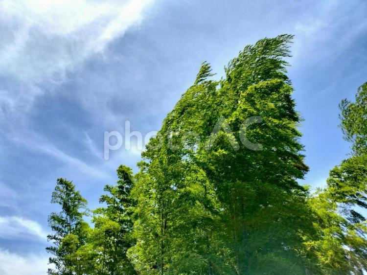 青空の下で風になびく竹 竹,青空,晴れの写真素材