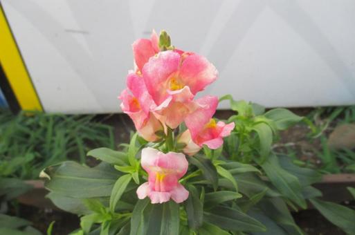 キンギョソウ キンギョソウ,金魚草,花の写真素材