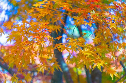 Photo, autumn leaves, maple, autumn, 