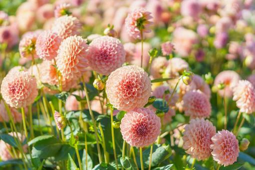 パステルカラーのポンポンダリアの花畑 パステルカラーのポンポンダリアの花畑 ダリア,オレンジ,秋の写真素材