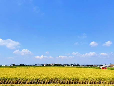 稲と青空 稲と青空 青空,夏空,空の写真素材