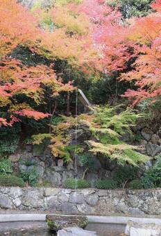 善峯寺　青連の滝 善峯寺,青連の滝,紅葉の写真素材