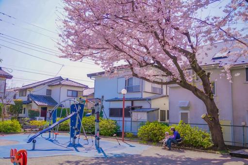 桜の咲く公園 桜,公園,遊具の写真素材