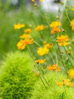 Summer scenery of kochia and yellow cosmos, JPG Summer scenery of kochia and yellow cosmos, JPG