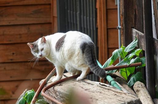 里山の猫ツートン6の写真