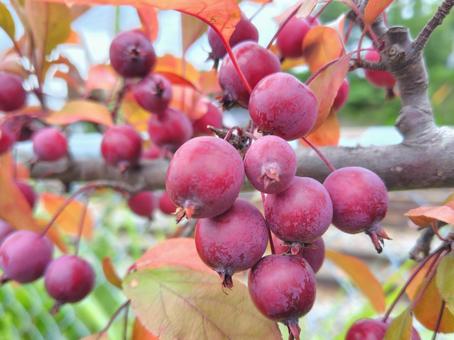 Photo, crab apple, royalty, princess rinko, 