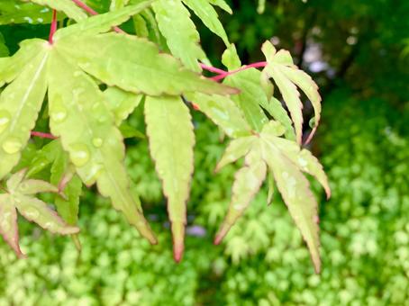 Maple leaves shining with raindrops, JPG Maple leaves shining with raindrops, maple, autumn leaves, rain, JPG