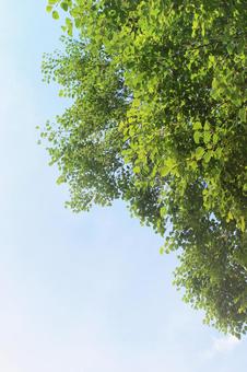 夏の青空と緑 背景素材 縦 夏の青空と緑 背景素材 縦 青空,葉,緑の写真素材