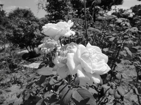 8月のバラの花 8月のバラの花の写真