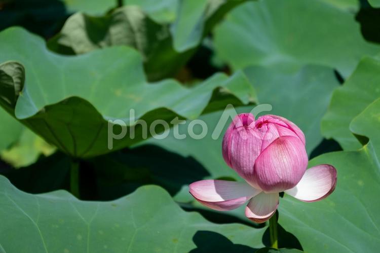 夏に咲くピンクの大賀ハス 蓮,ピンク,花の写真素材