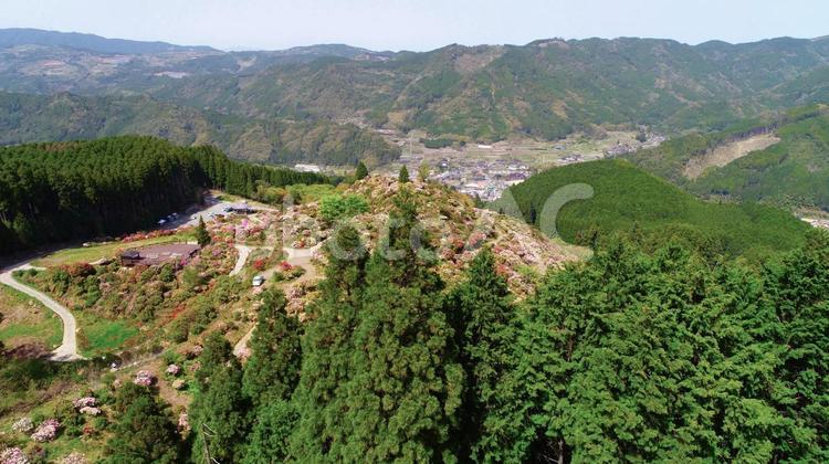 八女市星野村、星の花公園（シャクナゲ） 福岡県八女市星野村,星野村,シャクナゲの写真素材