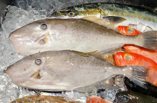 鮮魚 ハギ,カワハギ,ウマヅラハギの写真素材