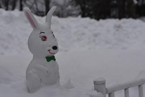 Rabbit, JPG