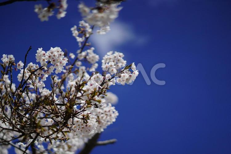 青空と桜の風景　２ 青空,桜,さくらの写真素材