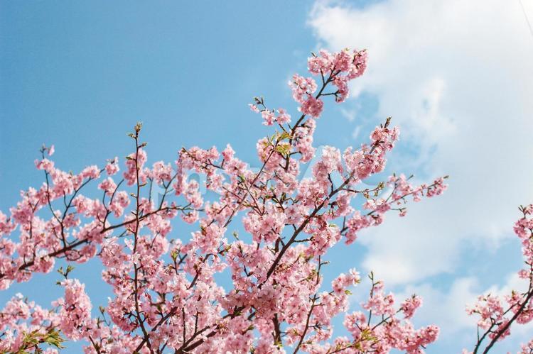 枝垂桜 桜,櫻,さくらの写真素材