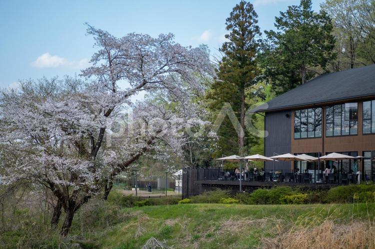川沿いのカフェと桜の木 桜,川,春の写真素材