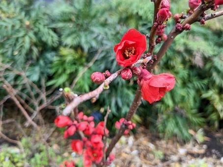 ボケの花の写真