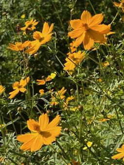 コスモス コスモス,コスモス畑,秋桜の写真素材