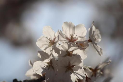 桜 桜の写真
