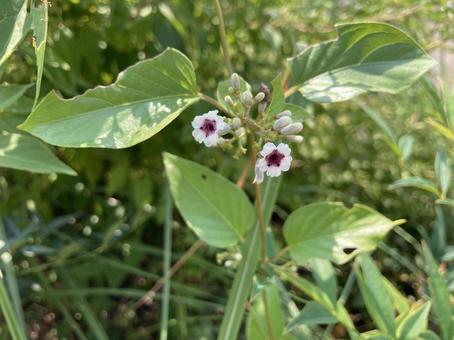 自然と花48 自然と花48の写真