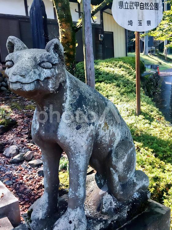 若御子神社の狛犬 若御子神社,狛犬,秩父の写真素材