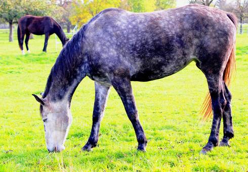 牧草地で草を食べる馬 全体写真 牧草地で草を食べる馬 全体写真 馬,うま,ウマの写真素材