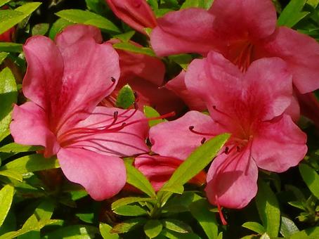 ツツジ-17 ツツジ,花びら,朱の写真素材